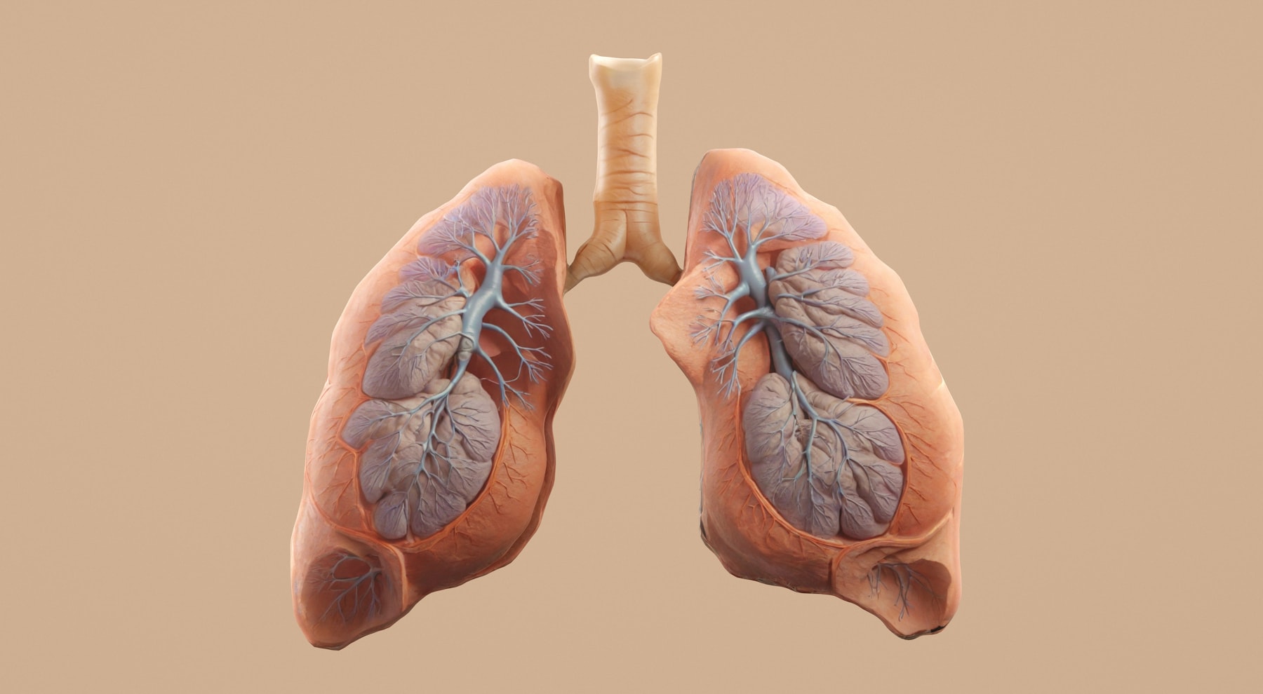 An anatomical model of human lungs